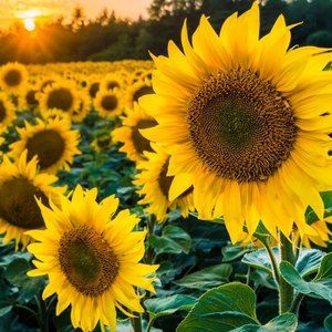 Meet your Posher, Dee dee